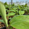 Banana 'Mona Lisa' (Musa acuminata) – live tree – photo 2