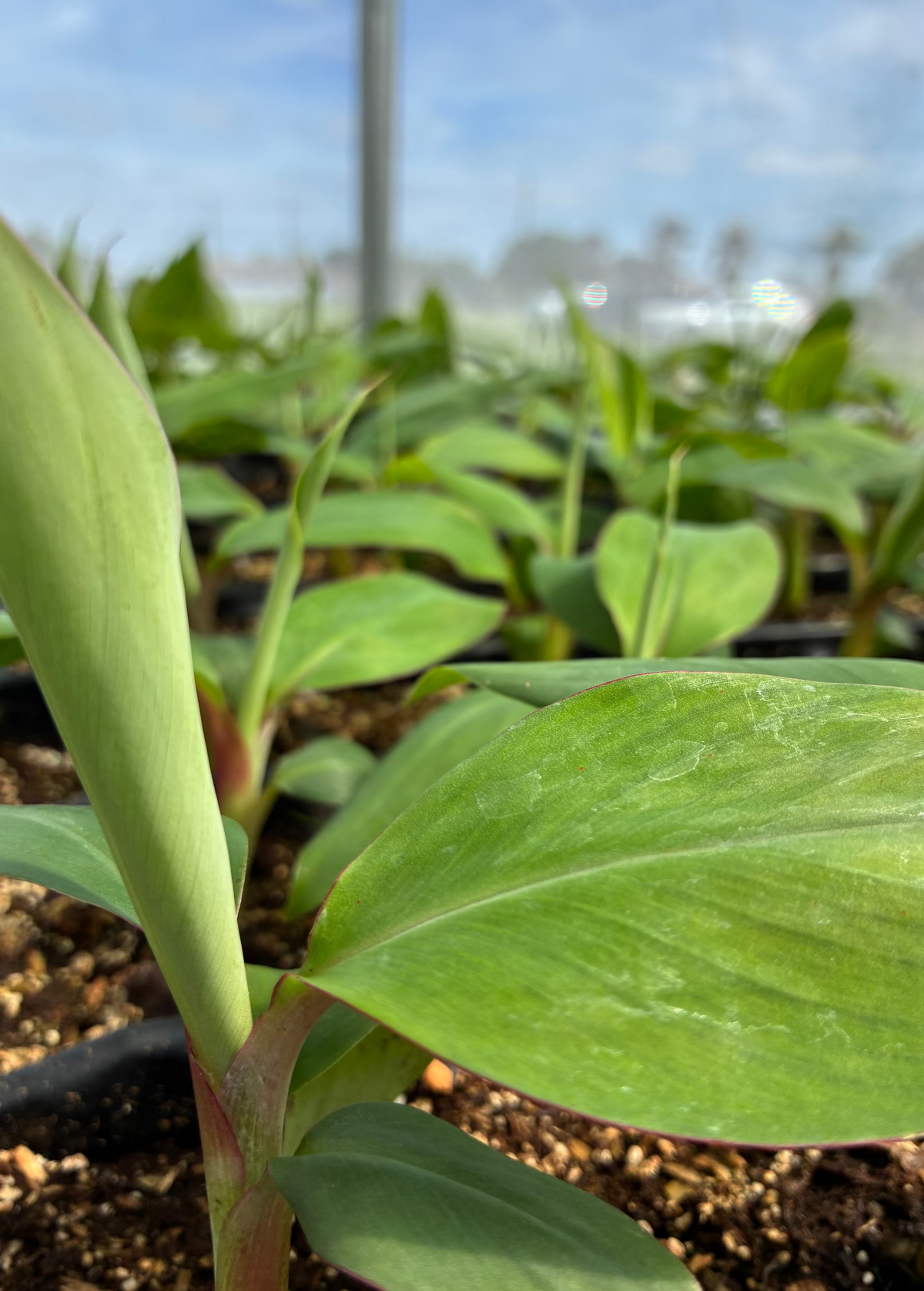 Banana 'Mona Lisa' (Musa acuminata) – live tree – photo 2