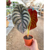 Alocasia 'Red Secret'