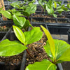 Black Sapote, Seedling (Diospyros nigra) – live tree – photo 6