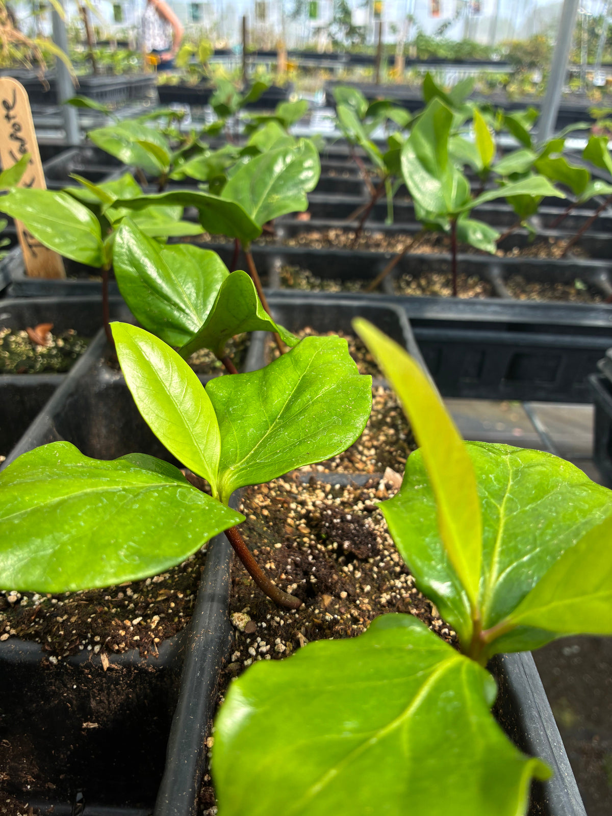 Black Sapote, Seedling (Diospyros nigra) – live tree – photo 6
