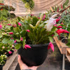 Zygocactus 'Christmas Cactus'