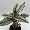 Calathea White Star