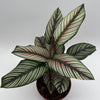 Calathea White Star