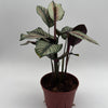 Calathea White Star