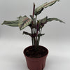 Calathea White Star