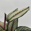 Calathea White Star