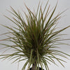 Bicolor Dracaena Marginata