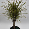 Bicolor Dracaena Marginata