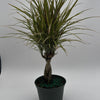 Bicolor Dracaena Marginata