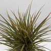 Bicolor Dracaena Marginata