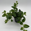 Aeschynanthus Lipstick Plant 'Mona Lisa'