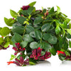 Aeschynanthus Lipstick Plant 'Mona Lisa'