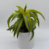 Dracaena 'Lemon Surprise'