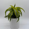 Dracaena 'Lemon Surprise'
