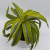 Dracaena 'Lemon Surprise'