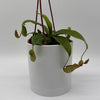 Nepenthes Gaya (Tropical Pitcher Plant)