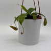 Nepenthes Gaya (Tropical Pitcher Plant)