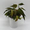 Philodendron Micans