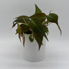 Philodendron Micans