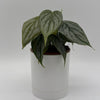 Philodendron Brandi