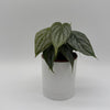Philodendron Brandi
