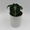 Alocasia Ninja