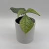 Monstera Amydrium Silver (Spiderman Monstera)
