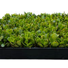 Jade Plant