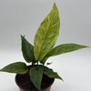 Variegated Anthurium Renaissancei