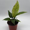 Variegated Anthurium Renaissancei