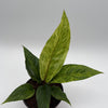 Variegated Anthurium Renaissancei