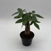 Money Tree Stump
