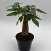 Money Tree Stump