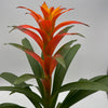 Guzmania Bromeliad