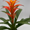 Guzmania Bromeliad
