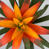 Guzmania Bromeliad