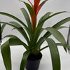 Guzmania Bromeliad