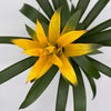 Guzmania Bromeliad