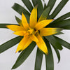 Guzmania Bromeliad