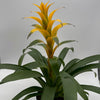 Guzmania Bromeliad