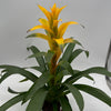 Guzmania Bromeliad