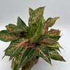 Aglaonema 'Pink Starlight'