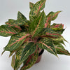 Aglaonema 'Pink Starlight'