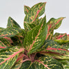 Aglaonema 'Pink Starlight'