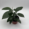 Rhaphidora Decursiva 'Dragon Tail'