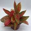 Aglaonema Pink Legacy