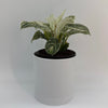 Philodendron Birkin