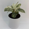 Philodendron Birkin