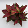 Aglaonema Red Angel